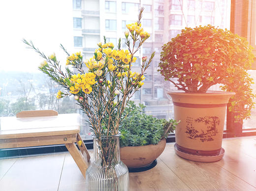 菜头商城 聊寄一枝春，云南懒人插花之〔澳洲腊梅〕A级 商品图4