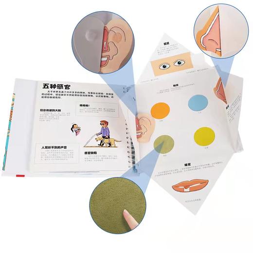 我们的身体：3d立体书儿童绘本（2-12岁）科普百科书，性启蒙书籍 商品图2