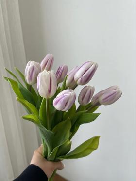 【周四秒杀】荷兰米老鼠郁金香79.8元