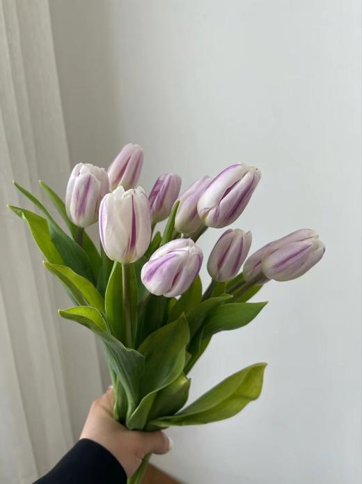 【周四秒杀】荷兰米老鼠郁金香79.8元 商品图0