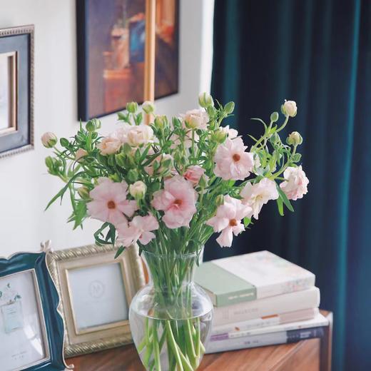 【周四秒杀】粉色蝴蝶洋牡丹一份69.8元 商品图0