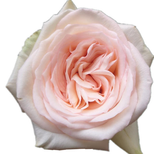 肯尼亚鲜花princess maya玛雅公主玫瑰花10支 商品图4