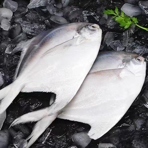 冷冻【顺丰包邮】青岛本地纯海捕银鲳鱼—4条装（约两斤）无冰衣  独立包装 商品图2