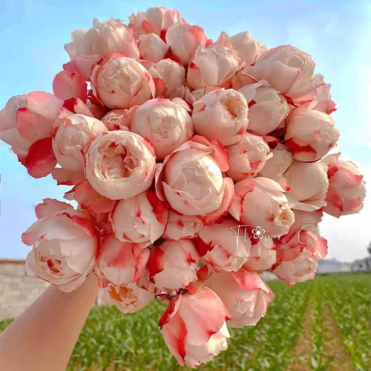 肯尼亚花园玫瑰 PRINCESS SUKI苏琪公主 6支 商品图2