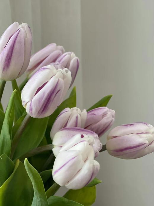 【周四秒杀】荷兰米老鼠郁金香79.8元 商品图2