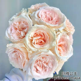 肯尼亚鲜花princess maya玛雅公主玫瑰花10支