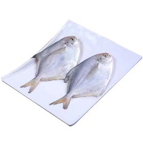 【顺丰包邮】青岛海捕3斤新鲜 ——银鲳鱼平鱼（每斤5条左右）