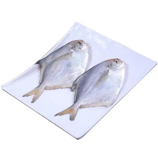 【顺丰包邮】青岛海捕3斤新鲜 ——银鲳鱼平鱼（每斤5条左右） 商品图0