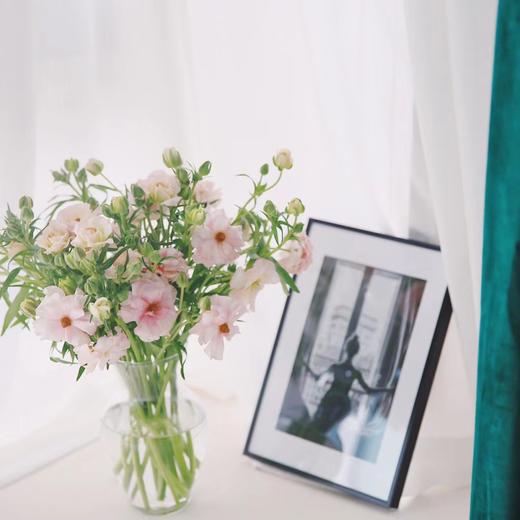 【周四秒杀】粉色蝴蝶洋牡丹一份69.8元 商品图1