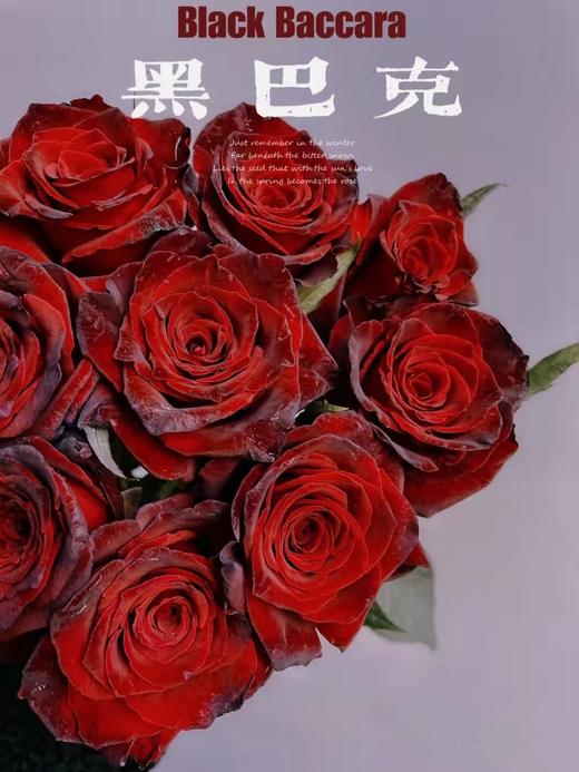 肯尼亚进口玫瑰花black baccara黑巴克12支 商品图0