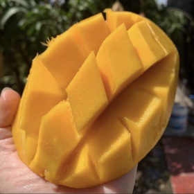 海南金煌芒，当季现摘，果肉Q弹爽滑、皮薄肉厚，吃着特别的爽，每一口都是甜蜜的味道！