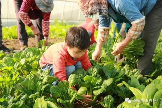 小小农场主招募 商品图5