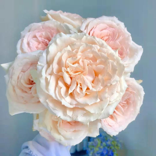 肯尼亚鲜花princess maya玛雅公主玫瑰花10支 商品图3