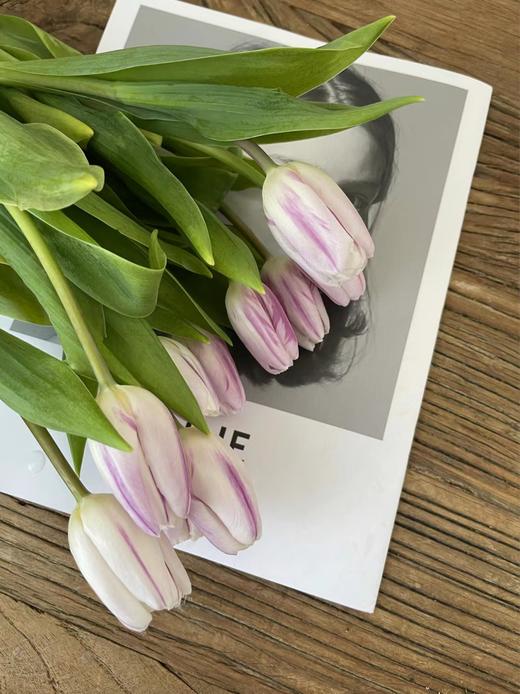 【周四秒杀】荷兰米老鼠郁金香79.8元 商品图1