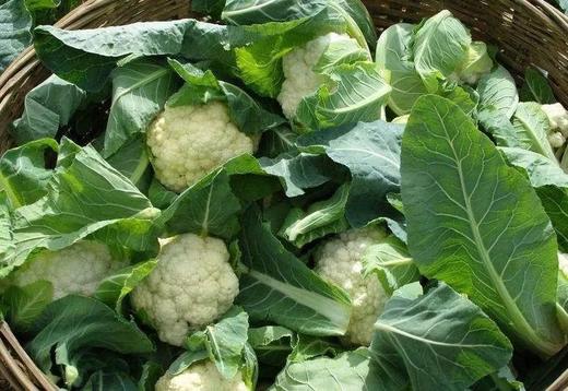 小小农场主招募 商品图4