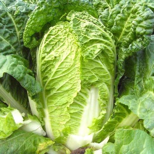（新鲜）大白菜（约500g） 商品图1