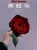 肯尼亚进口玫瑰花black baccara黑巴克12支 商品缩略图3