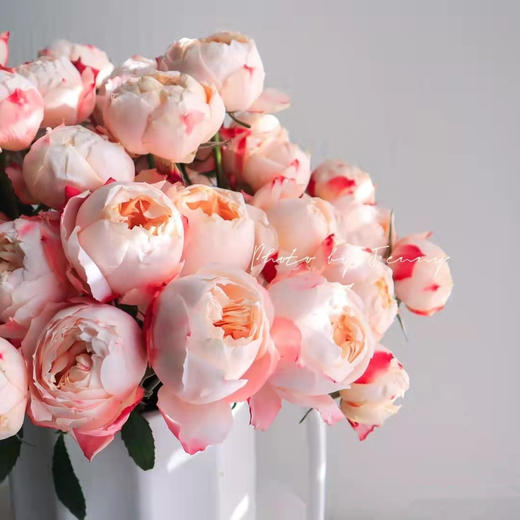 肯尼亚花园玫瑰 PRINCESS SUKI苏琪公主 6支 商品图3