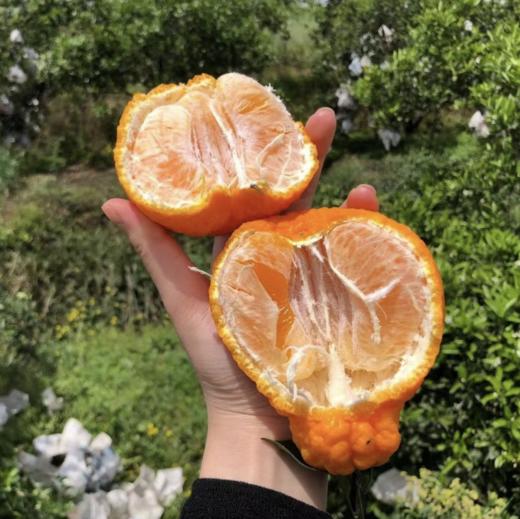 丑橘不知火，清脆爽口，粒粒饱满，蜜柑的好口感，像橘子一样好剥皮，叫不知火，也叫丑八怪 商品图0