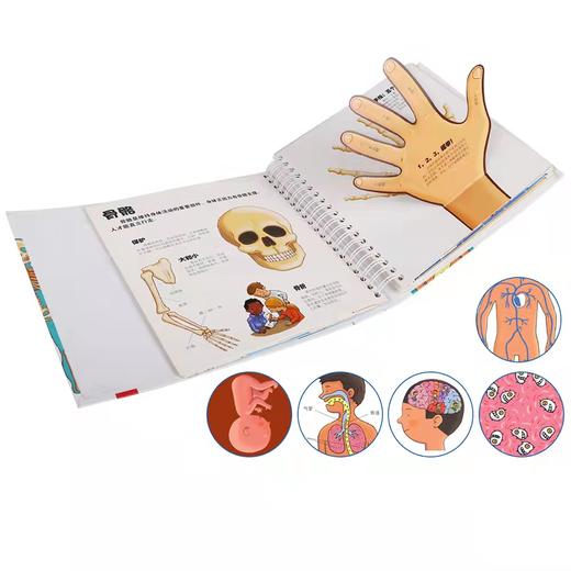 我们的身体：3d立体书儿童绘本（2-12岁）科普百科书，性启蒙书籍 商品图4