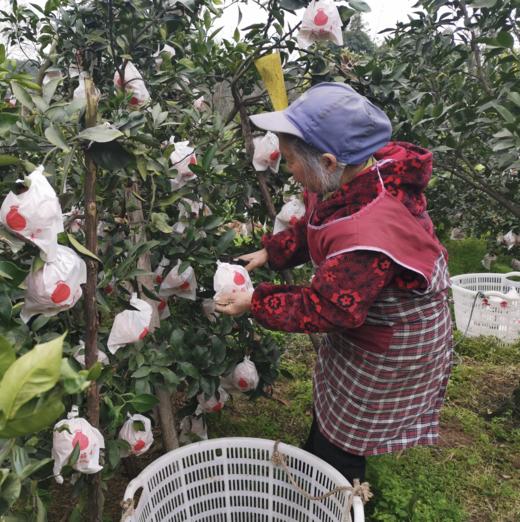 丑橘不知火，清脆爽口，粒粒饱满，蜜柑的好口感，像橘子一样好剥皮，叫不知火，也叫丑八怪 商品图4