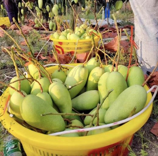 海南金煌芒，当季现摘，果肉Q弹爽滑、皮薄肉厚，吃着特别的爽，每一口都是甜蜜的味道！ 商品图5