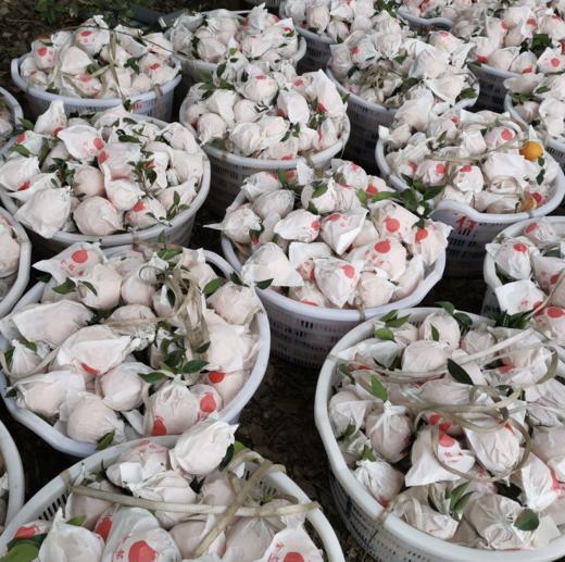 丑橘不知火，清脆爽口，粒粒饱满，蜜柑的好口感，像橘子一样好剥皮，叫不知火，也叫丑八怪 商品图7