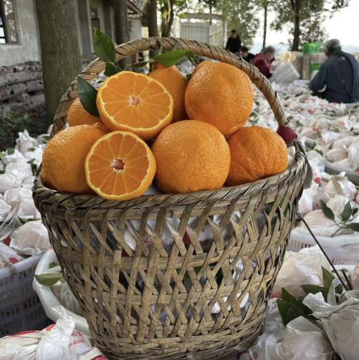 丑橘不知火，清脆爽口，粒粒饱满，蜜柑的好口感，像橘子一样好剥皮，叫不知火，也叫丑八怪 商品图3