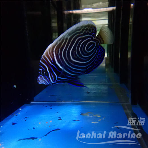 马代圈帝 商品图3