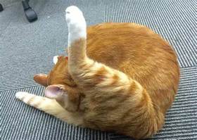 猫毛球症产生的原因