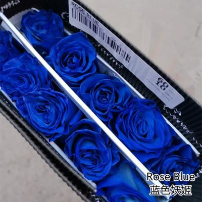 厄瓜多尔染色玫瑰rose blue蓝色妖姬10支 商品图1