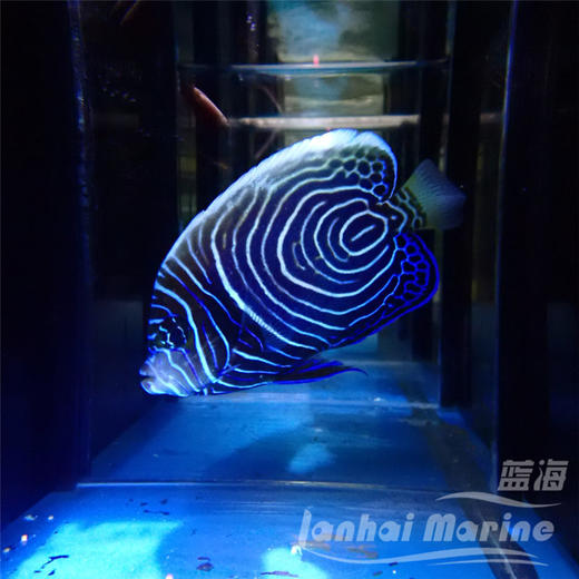 马代圈帝 商品图4