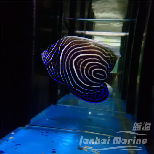 马代圈帝 商品图2