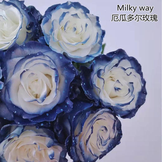 厄瓜多尔染色玫瑰milkyway银河10支 商品图0