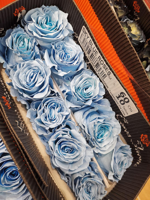 厄瓜多尔染色玫瑰Sky blue 冰雪王后 10支 商品图5