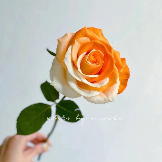 厄瓜多尔染色玫瑰花WHITE ORANGE怦然心动10支 商品图2