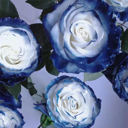 厄瓜多尔染色玫瑰milkyway银河10支 商品图1