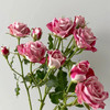 肯尼亚进口Flinders Lane弗林德巷多头玫瑰12支 商品缩略图5