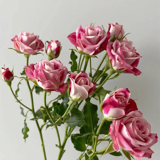 肯尼亚进口Flinders Lane弗林德巷多头玫瑰12支 商品图5