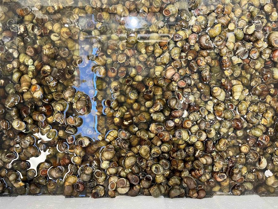 【活】青壳螺蛳500g已剪尾