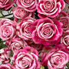 肯尼亚进口Flinders Lane弗林德巷多头玫瑰12支 商品缩略图1