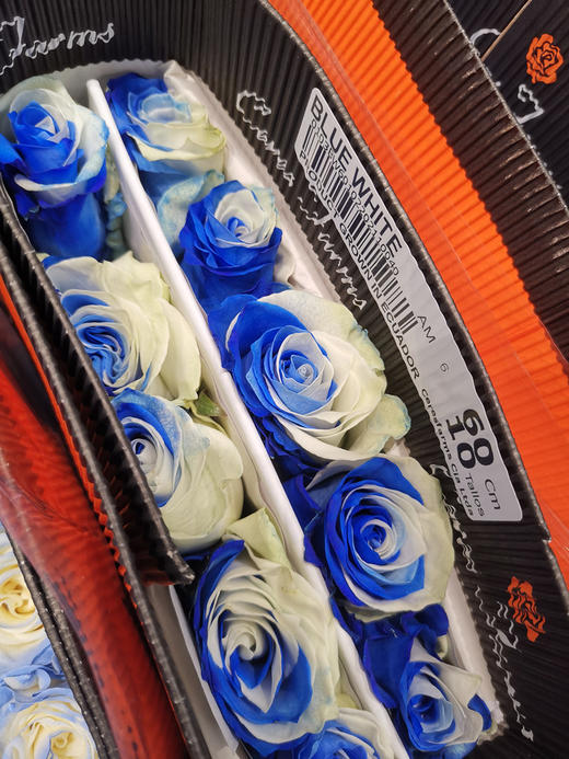 预售厄瓜多尔进口染色玫瑰花bluewhite蓝白天空10支 商品图3