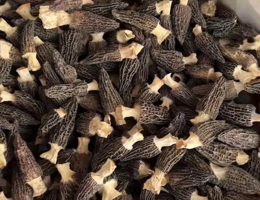 精品羊肚菌150克 商品图1