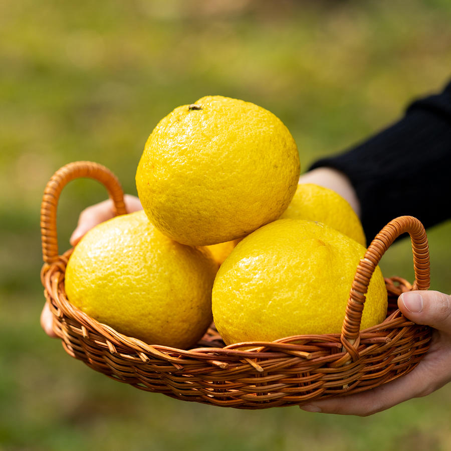 霞浦金钱橘|稀有新品种,橘香浓郁,细嫩甜润,好吃不上火