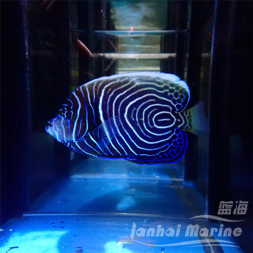马代圈帝 商品图1