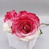 预售厄瓜多尔进口染色花材RedWhite红白炙热玫瑰花10支 商品缩略图5