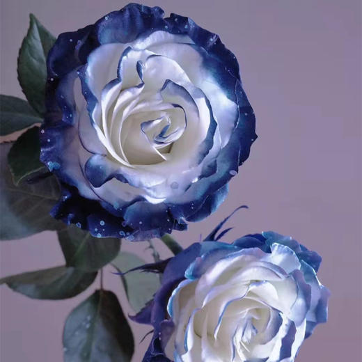 厄瓜多尔染色玫瑰milkyway银河10支 商品图4