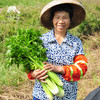 生态西芹 | 绿家自产*Eco-celery | Self-production 商品缩略图4