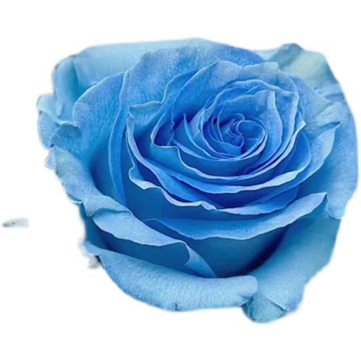 厄瓜多尔染色玫瑰Sky blue 冰雪王后 10支 商品图4