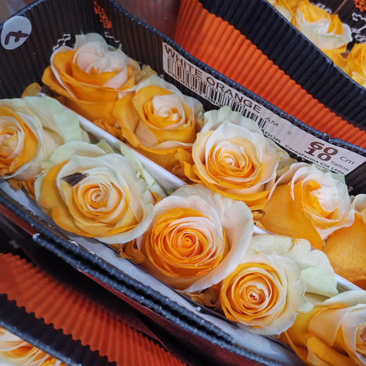 厄瓜多尔染色玫瑰花WHITE ORANGE怦然心动10支 商品图1
